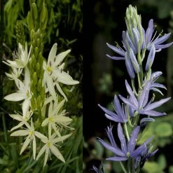 Collection 8 Camassias Blanc Et Bleu