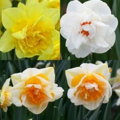 Collection Narcisses Doubles