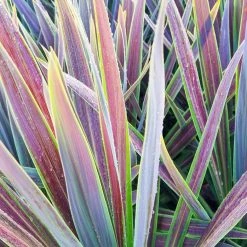 Cordyline Australis Mint Chocolate