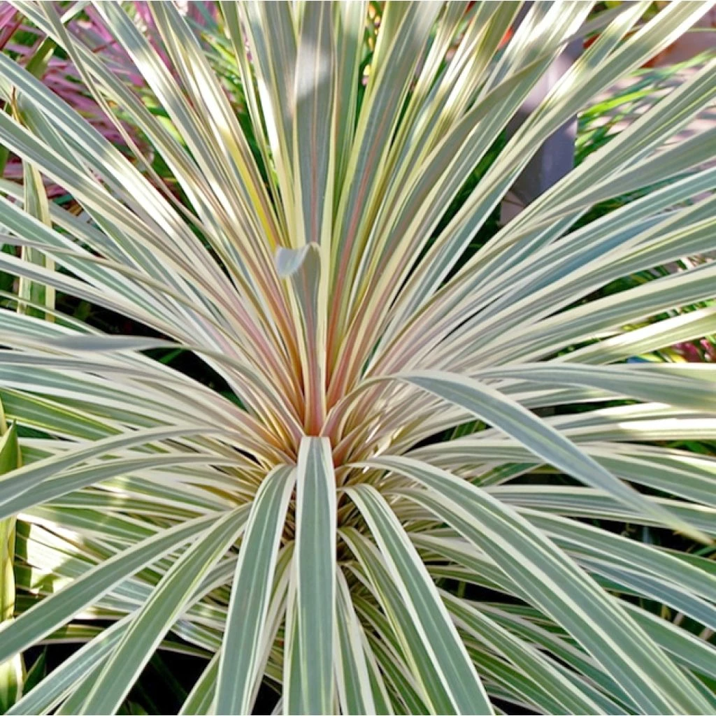 Cordyline Australis Pink Champagne