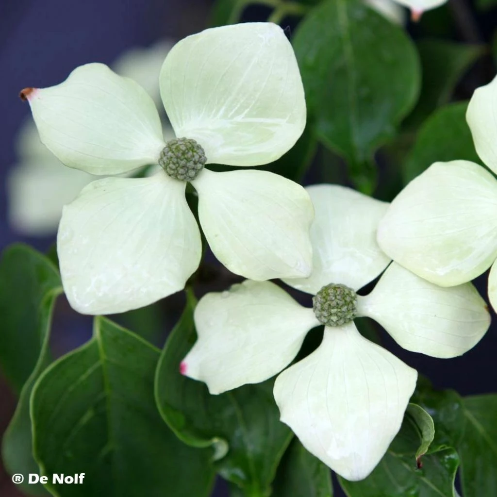 Cornus Kousa Schmetterling - Cornouiller Du Japon