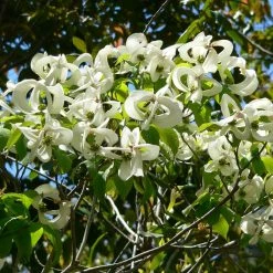 Cornus Florida Urbiniana - Cornouiller De Floride