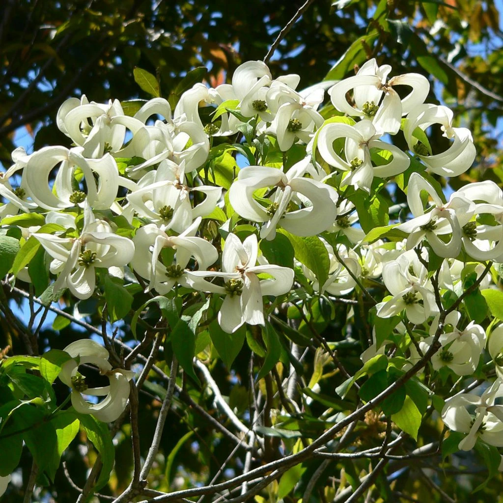 Cornus Florida Urbiniana - Cornouiller De Floride