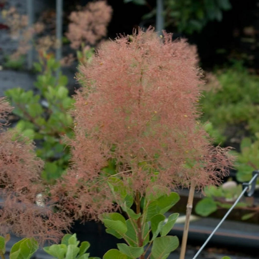 Cotinus Coggygria - Arbre à Perruques