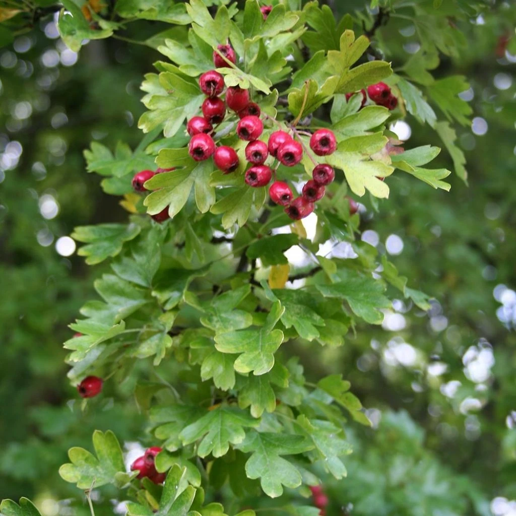 Crataegus Monogyna Stricta - Aubépine