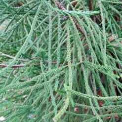Cèdre Du Japon Araucarioides - Cryptomeria Japonica