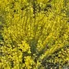 Genêt Précoce - Cytisus Praecox Allgold