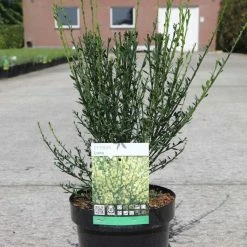 Genêt à Balais - Cytisus Scoparius Luna