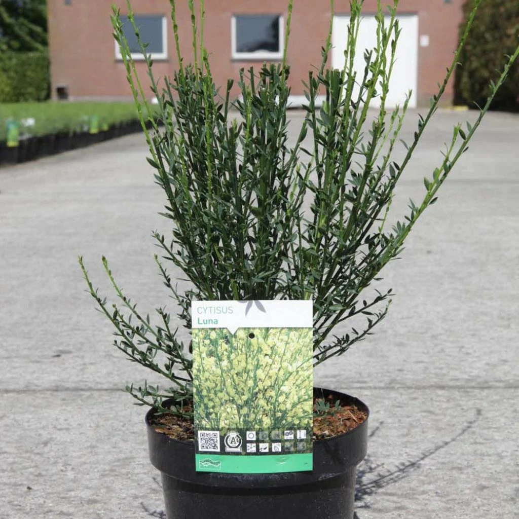 Genêt à Balais - Cytisus Scoparius Luna