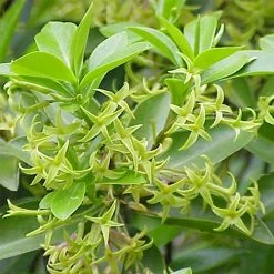 Daphne Laureola Philippi - Daphné De Philippe.