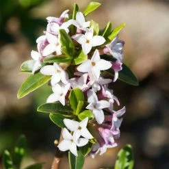 Daphne Retusa