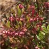 Dodonaea Viscosa Purpurea - Dodonée Visqueuse