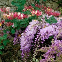 Duo Parfumé - Duo De Glycine Et Chèvrefeuille