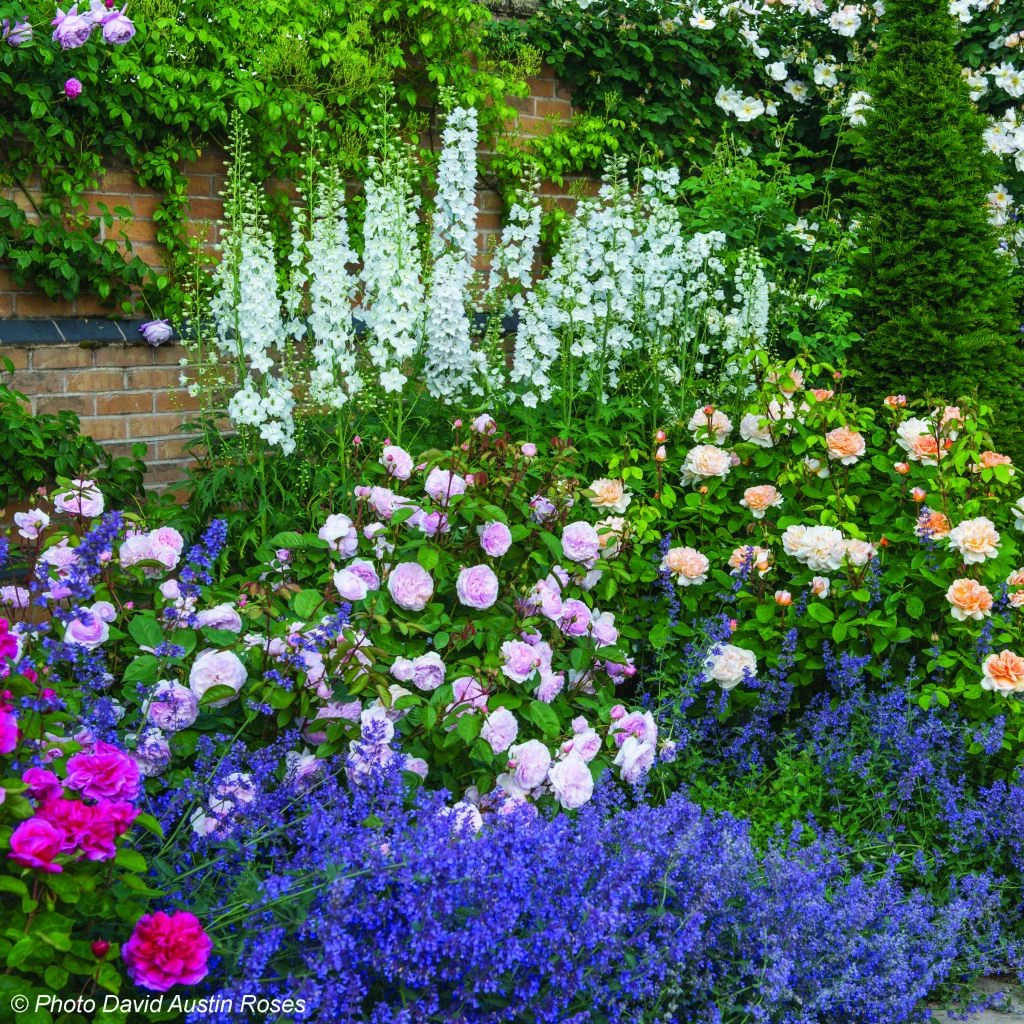 Duo Satin - Duo De Rosier Et Népétas