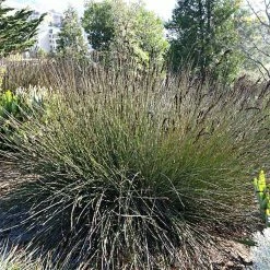 Elegia Elephantina - Restio