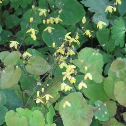 Epimedium Platypetalum, Fleur Des Elfe