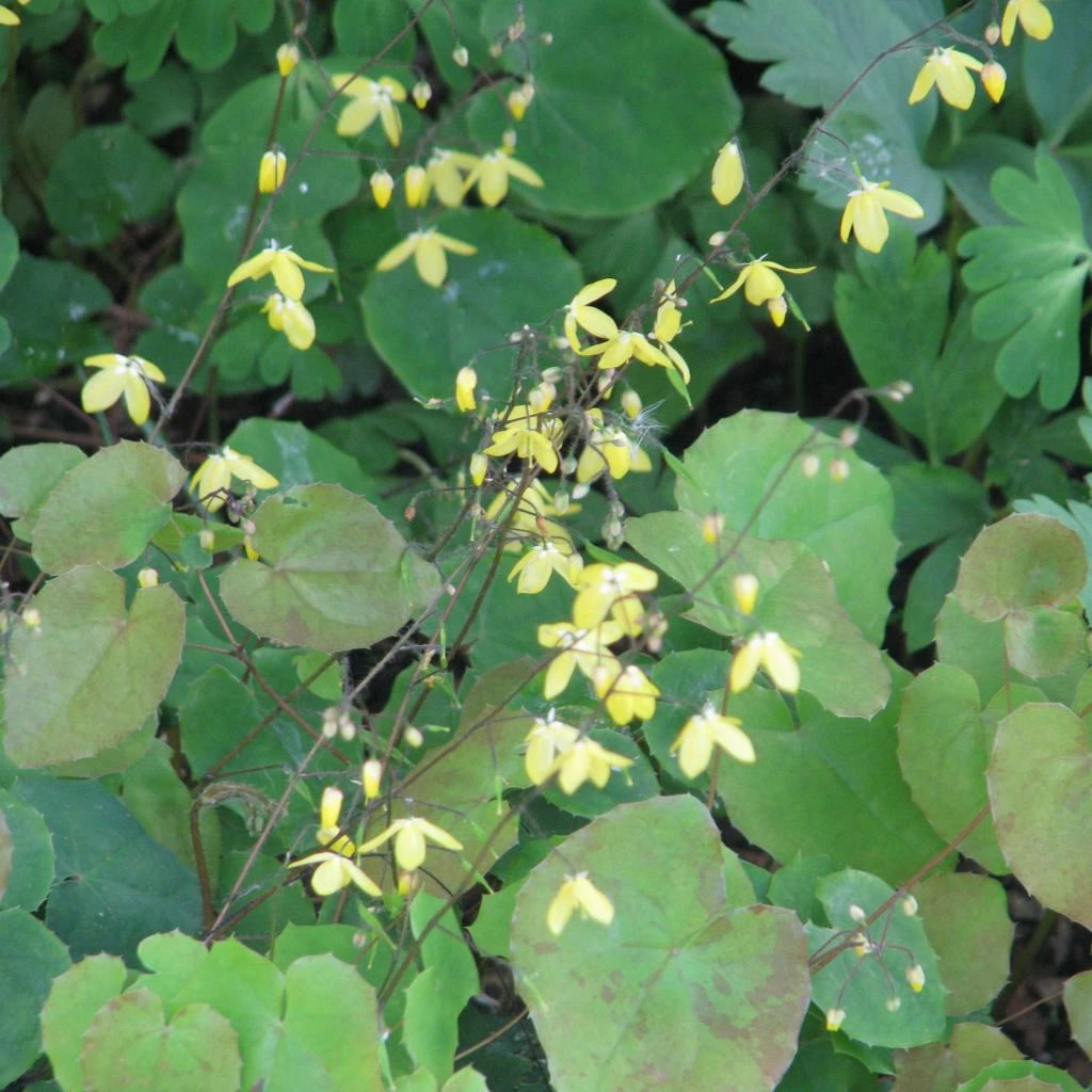 Epimedium Platypetalum, Fleur Des Elfe