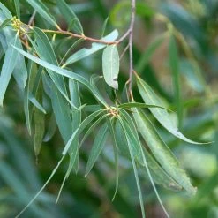 Eucalyptus Approximans - Mallee De Barren Mountain