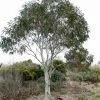 Eucalyptus Niphophila - Gommier Des Neiges
