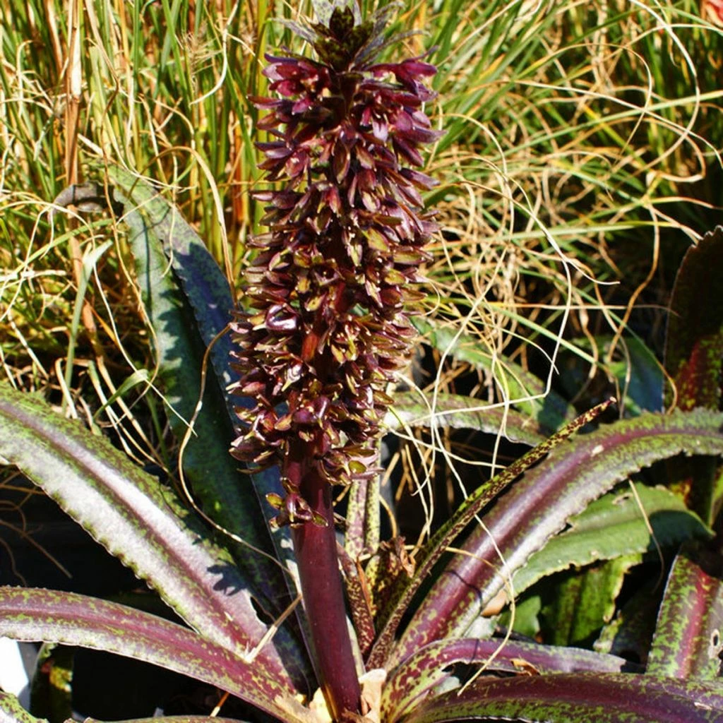 Eucomis Freckles - Eucomide Panachée
