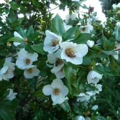 Eucryphia Intermedia Rostrevor