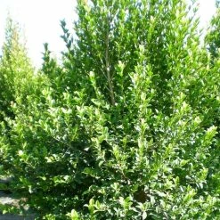 Eugenia Myrtifolia New Port - Myrte D'Australie