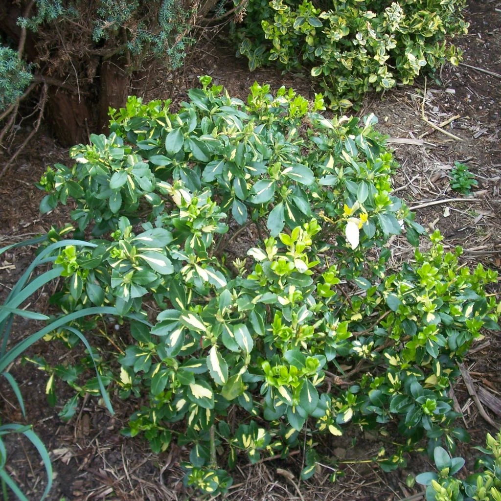 Euonymus Fortunei Blondy - Fusain Persistant Panaché