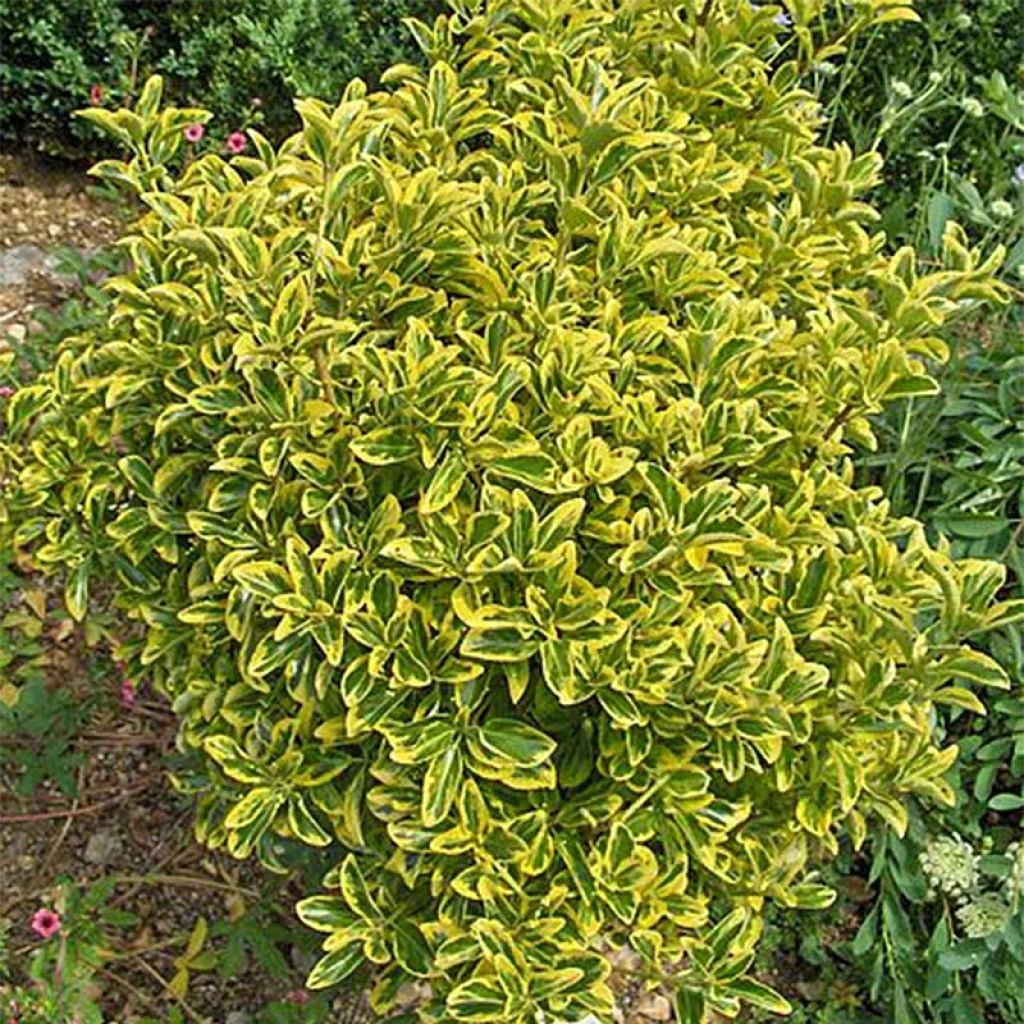 Euonymus Japonicus Aureomarginatus - Fusain Du Japon
