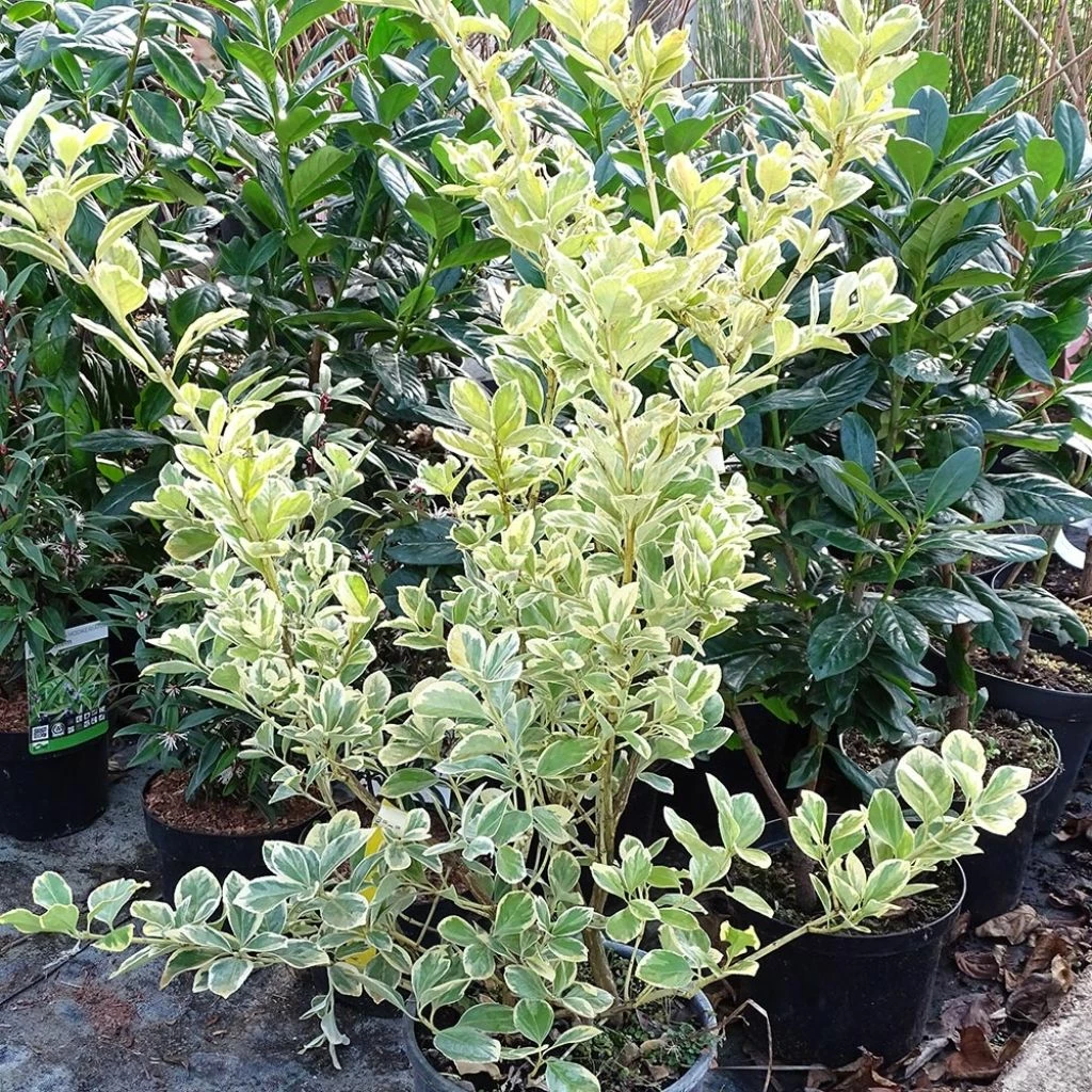 Euonymus Japonicus Président Gauthier - Fusain Du Japon