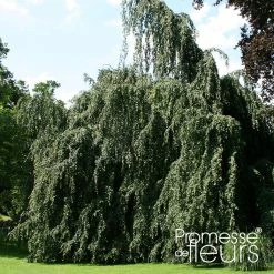 Hêtre Pleureur - Fagus Sylvatica Pendula