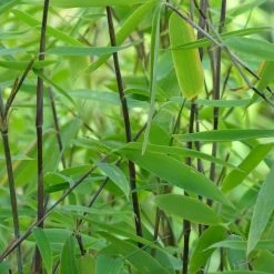 Fargesia Viking - Bambou Non Traçant