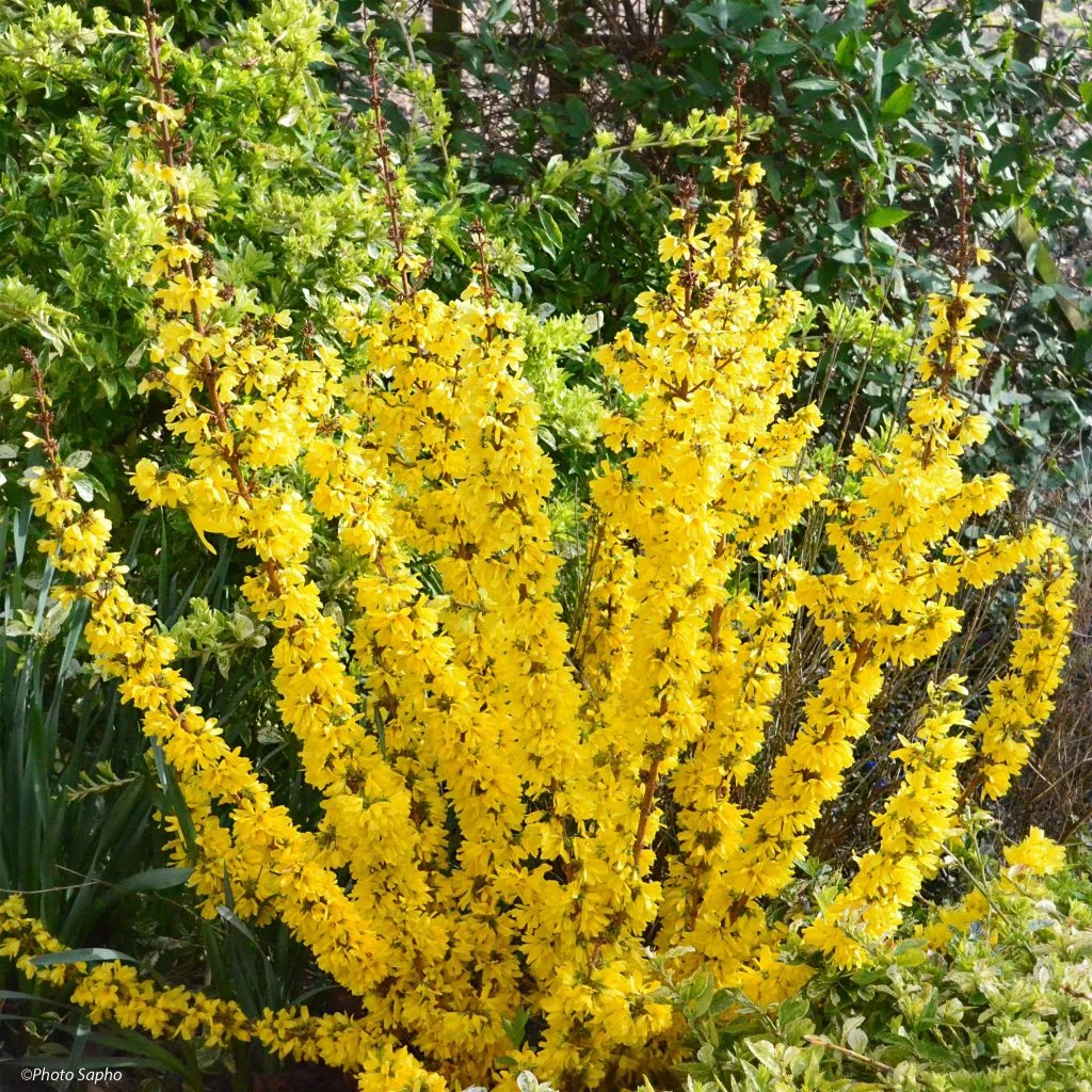 Forsythia Mikador - Mimosa De Paris