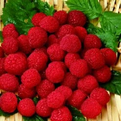 Framboisier Belle De Malicorne - Georges Delbard