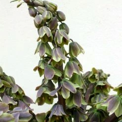 Fritillaria Persica Green Dreams - Fritillaire De Perse