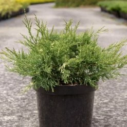 Genévrier - Juniperus Pfitzeriana White Splash