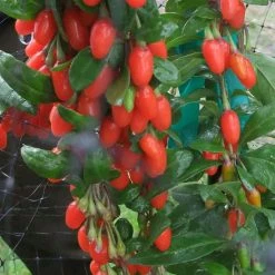 Goji Big Lifeberry - Lycium Barbarum