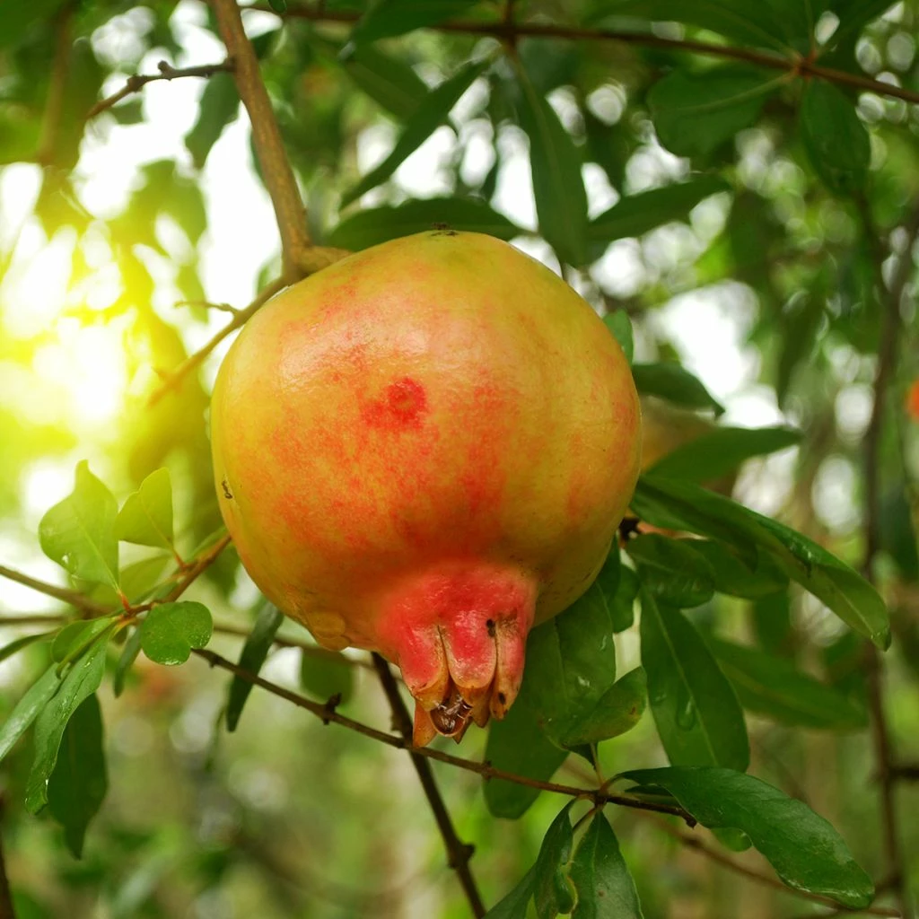 Grenadier à Fruits - Punica Granatum Mollar De Elche