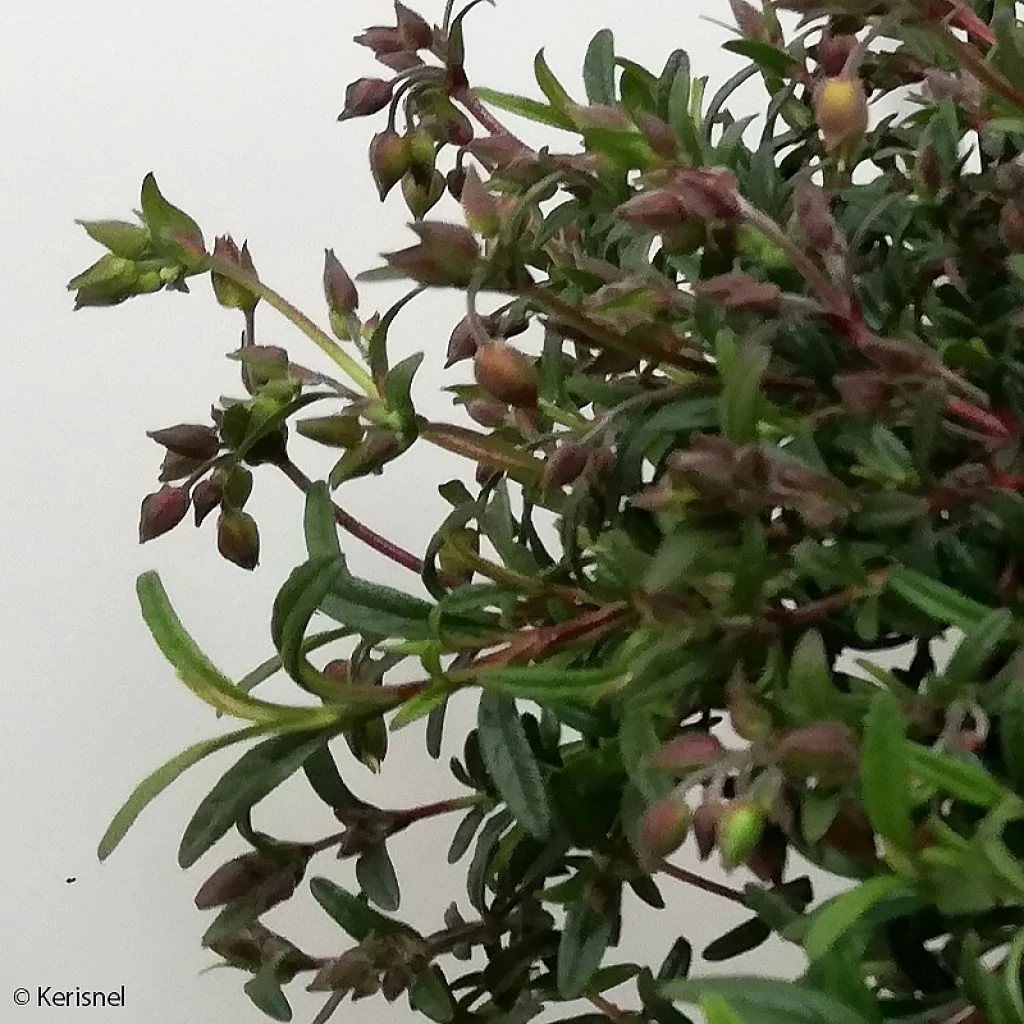 Halimiocistus Sahucii - Halimiociste De Sahuc