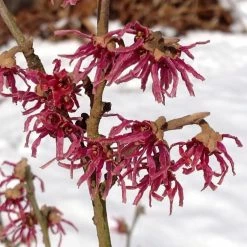 Hamamelis Vernalis Washington Park