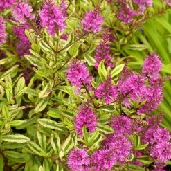 Hebe Celebration - Véronique Arbustive