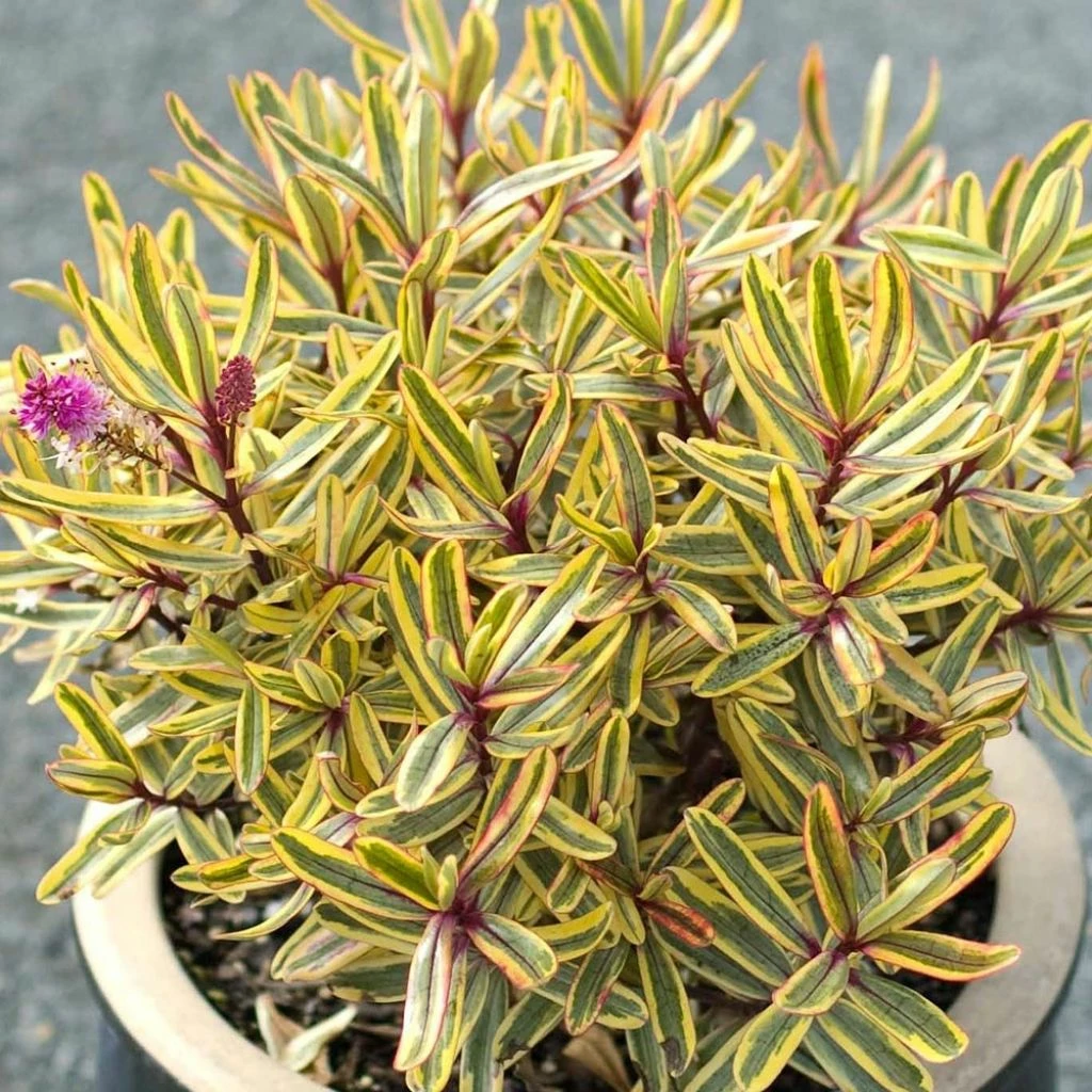 Hebe Jewel Of The Nile - Véronique Arbustive