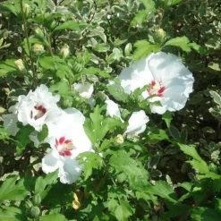 Hibiscus Syriacus Sup'Heart - Althéa à Grosses Fleurs