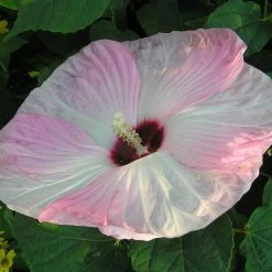 Hibiscus Moscheutos Fujin - Hibiscus Des Marais Nain