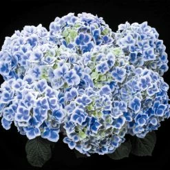 Hortensia - Hydrangea Macrophylla Beautensia Dali