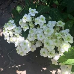 Hortensia - Hydrangea Serrata White On White