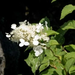 Hortensia - Hydrangea Paniculata White Moth