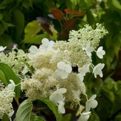 Hydrangea Paniculata Kyushu - Hortensia Paniculé