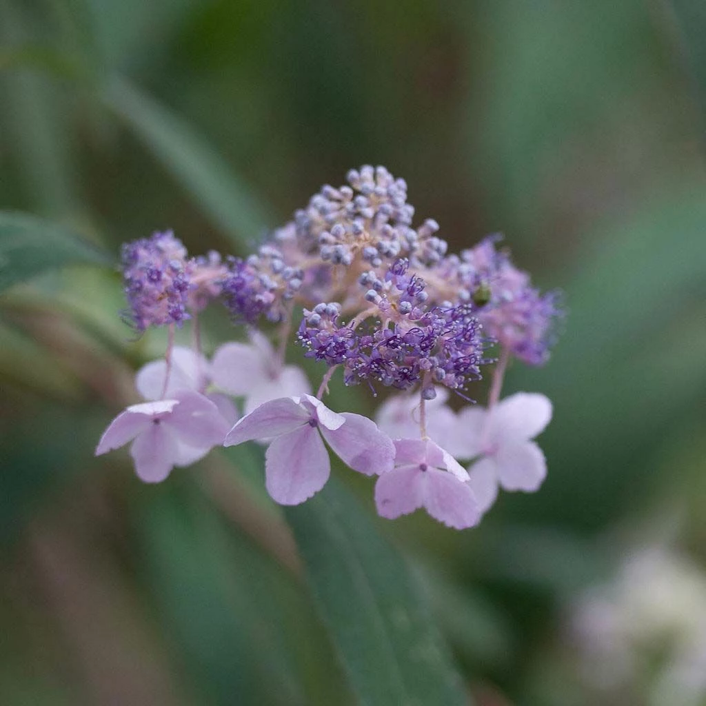 Hortensia - Hydrangea Involucrata