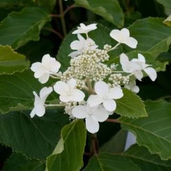 Hydrangea Paniculata Levana - Hortensia Paniculé