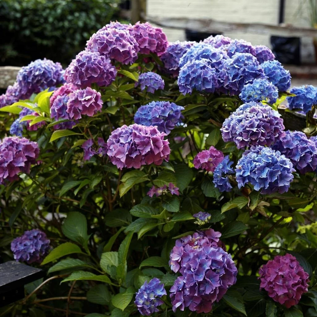Hortensia - Hydrangea Macrophylla Blauer Zwerg